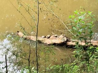 Beautiful Longhorn Lodge at Lake Texoma Gordonville - 9