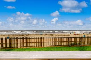 Curious Seagull - Galveston - 7