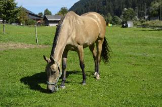 Veiderhof - Versciaco di Sopra - 2