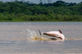 Amazon Curassow Lodge and Expeditions - 9
