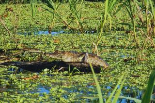 Amazon Curassow Lodge and Expeditions - 3