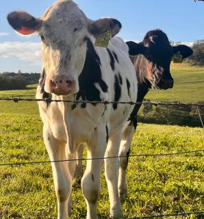 Jamberoo - Jamberoo - 2