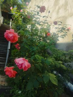 BBQ House - Dilijan - 1