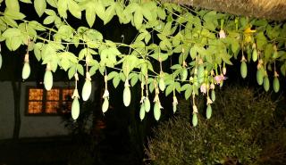 Podocarpus Cottages -02 - Naro Moru - 1