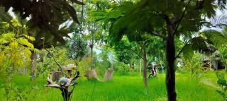 Podocarpus Cottages -02 - Naro Moru - 8