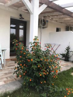 La fragola in Campagna 6 k m da San pantaleo - San Pantaleo - 6