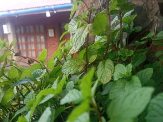 Eco Farm - Karatu - 6