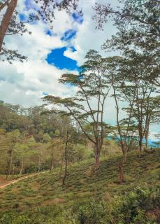 Mountain view bungalow - Kandy - 2