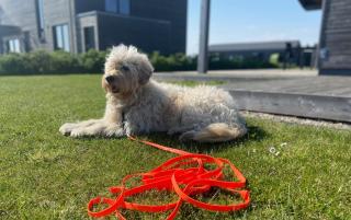 Gud Jard Lodge Nr 12 - Design-Ferienhaus mit exklusiver Ausstattung - 4