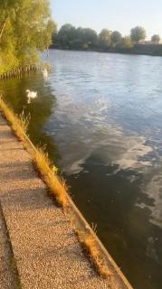 Alfortville Jolie cocon - 1