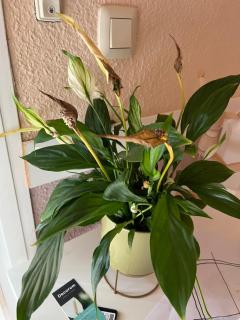 Casa en La Huerta de MUTXAMEL - 6
