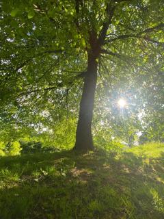 Unter der Linde - Wintersdorf - 8