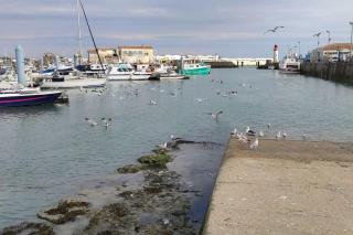 Maison de charme rénovée proche océan Domino - Les Sables Vignier - 1