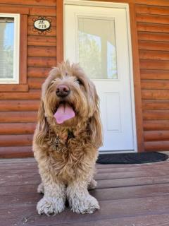 Lost Horse Lodge Double Queen Cabin 19 - PetsOK - Darby - 5