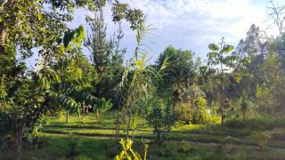 Podocarpus Cottages -02 - Naro Moru - 6