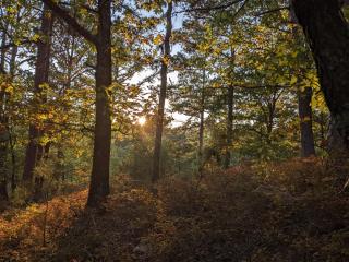 Loblolly Pines Adventure Cabin 1 Q/Q - Eureka Springs - 3