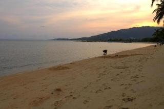 Rose Garden Samui Bungalows - Lamai - 3