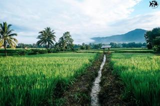 Hinpha Homestay - Nan - 6
