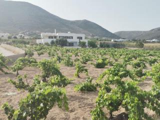Vineyard house - Paraspóri - 7