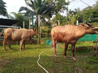 Phang nga farmstay - 1