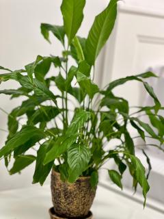 OSapart VIP New Point by Great Britain - 9