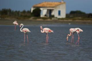Escapade en Camargue - Port-Saint-Louis-du-Rhône - 6