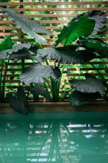 Monkey Tiny House - Private swimming pool - 7