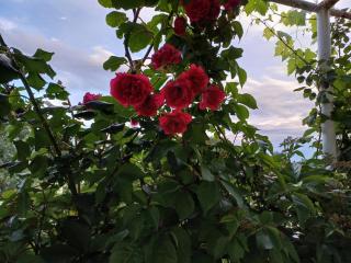 Kuća za odmor Silvano - 5