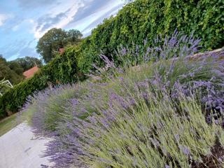 Kuća za odmor Silvano - 8