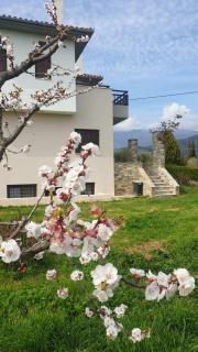 Olive View Cottage in Pelion - 9