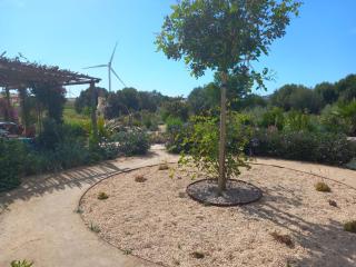 Milagro de Algar - Vejer de la Frontera - 8