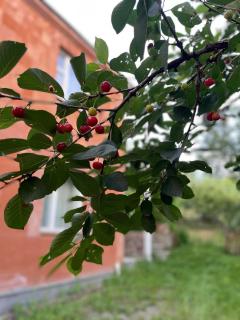 Green Garden - Ijevan - 1