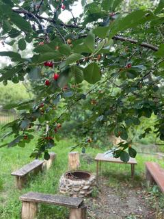 Green Garden - Ijevan - 3