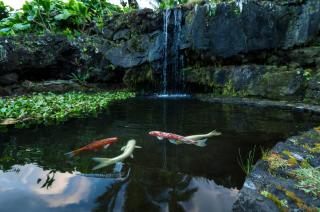 Hana Kai Maui - #4 Nanuʻalele Oceanfront 1 BR - Hana - 2