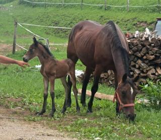 Tourist Farm Pr' Maretč - Bohinjska Bistrica - 2