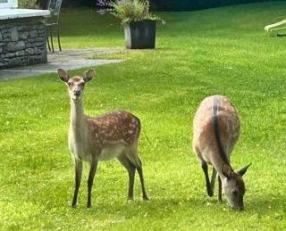 Kenmare Deer Park Lodge - 6