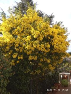 CHAMBRE lumineuse jardin arboré - 3