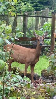 Stay with Robin - Dorking - 3