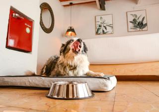 Petit Mesón (Pet Friendly Hotel) - Valle de Bravo - 9