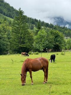 Guesthouse HYSA - Valbona - 1
