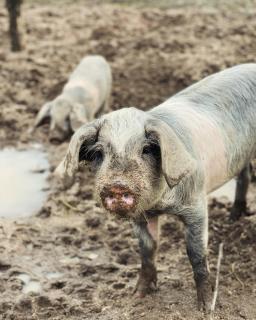 Casa de Pedra em Vinha no Dão - 2