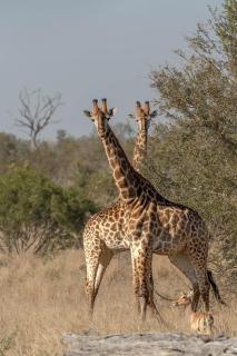 Ndzhaka Tented Camp - Manyeleti Game Reserve - 1