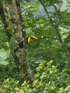 Pura Vista Glamping - El Castillo de La Fortuna - 3