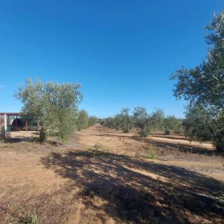Forest Farm - 5