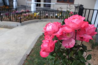 Wanderlust Gregory - 5