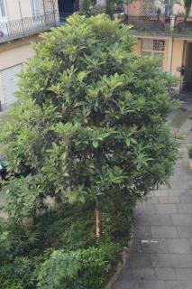 Regina 68 - Torino - 6