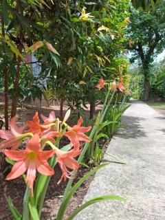 Bang Po Garden - Ban Bang Po - 8