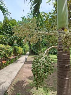 Bang Po Garden - 9