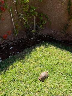 Villa1 des tortues Marrakech - Aït Zat - 8