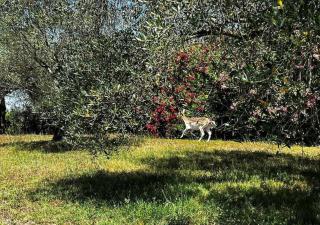 Panoramic Villa Elda in the heart of Tuscia - Nepi - 5